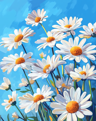 Daisies in the Summer Sky